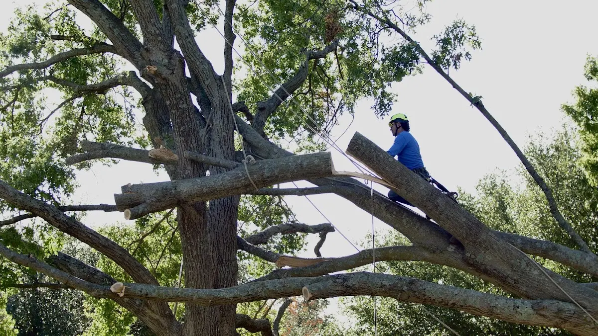 Professional Hazardous Tree Removal performed by certified arborists in Roxbury