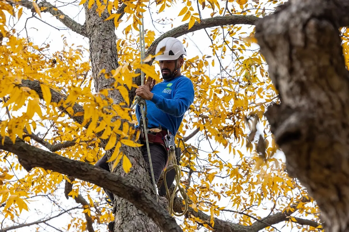 Skilled Tree Planting crew working in Roxbury